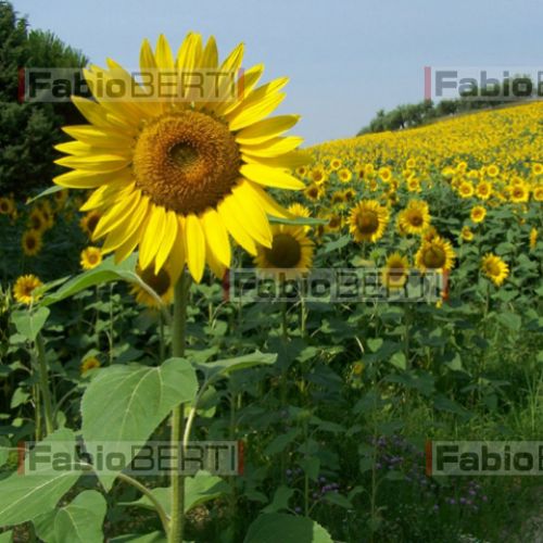 turn sunflower