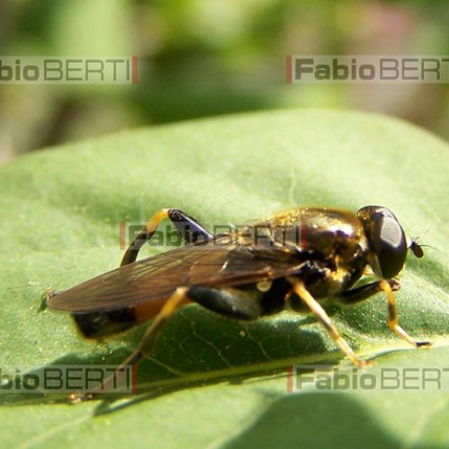 insect